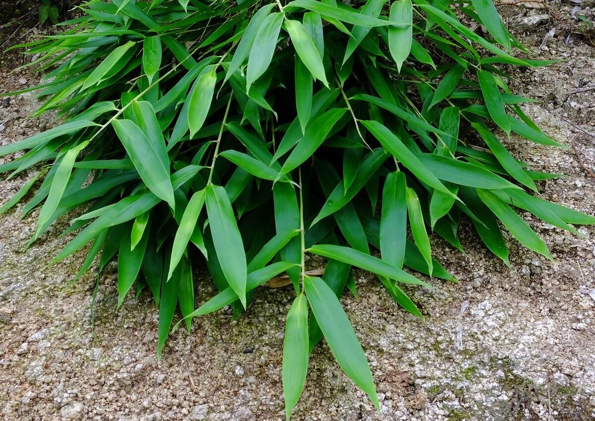 安國(guó)北跑藥廠(chǎng)最新招聘信息,安國(guó)北跑藥廠(chǎng)的歡樂(lè)招聘日